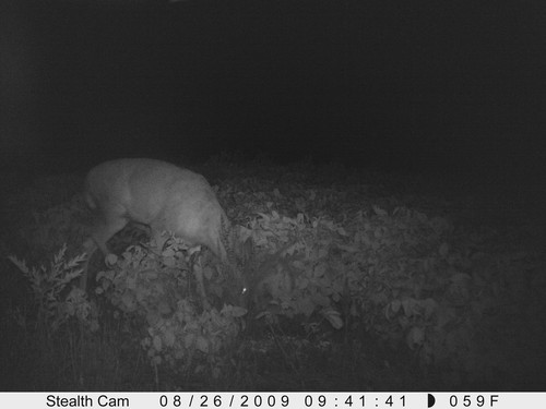 Trail Camera, Shed Hunting & Scouting Pics Photo