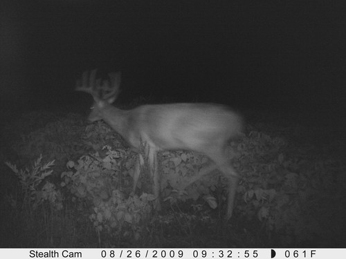 Trail Camera, Shed Hunting & Scouting Pics Photo