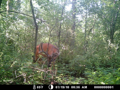 Trail Camera, Shed Hunting & Scouting Pics Photo