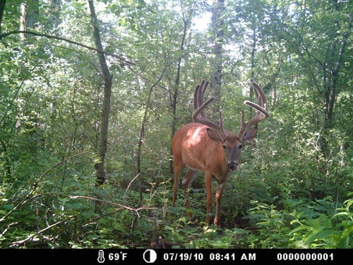 Trail Camera, Shed Hunting & Scouting Pics Photo