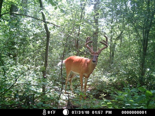 2010 Trail Camera Photos and Scouting Pics Photo