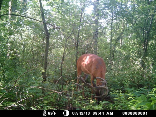 Trail Camera, Shed Hunting & Scouting Pics Photo