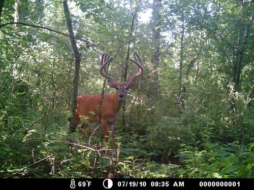 Trail Camera, Shed Hunting & Scouting Pics Photo