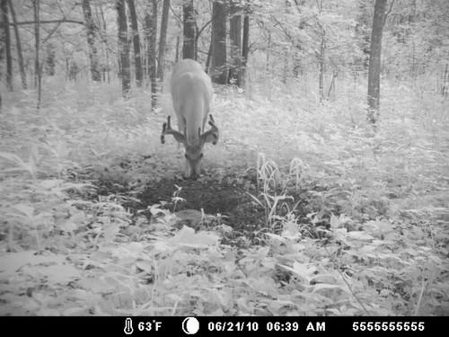 Trail Camera, Shed Hunting & Scouting Pics Photo